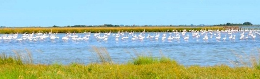 Une colonie de flamants roses dans la lagune